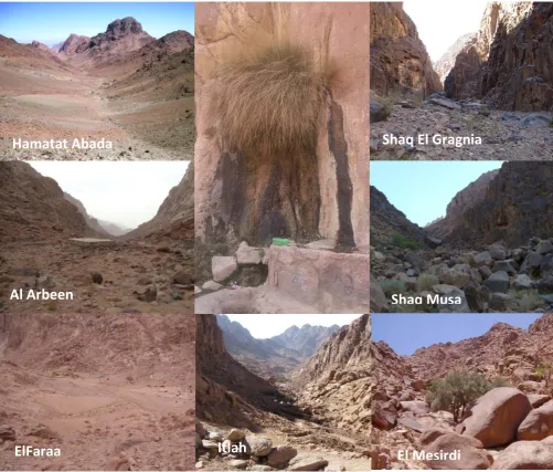 Fig. 3. Showing different nine sites of the study area % of H. sinaicum individuals’ concentrated between elevations 1800 m asl : 2000 m asl 
