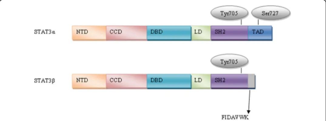 Fig. 1 Schematic overview of STAT3 α and β isoforms – NTD, NH2-terminal domain; CCD, coiled coil do- do-main; DBD, DNA-binding dodo-main; LD, linker dodo-main; SH2 dodo-main; TAD, transcription activation domain