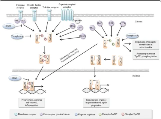 Fig. 3 STAT3 regulation. Multiple signals lead to phosphorylation of STAT3 at Tyr705 or Ser727, leading to dimerization, nuclear import and transcriptional activation
