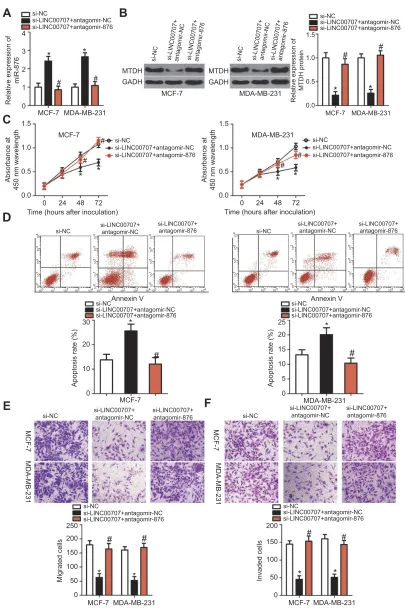 Figure 7 miR-876 knockdown neutralizes the impact of si-LINC00707 on breast cancer cells