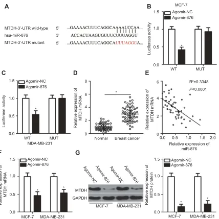 Figure 3 Identiﬁcation of MTDH mRNA as a direct target of miR-876 in breast cancer. (A) The potential wild-type binding site of miR-876 in the 3′-UTR of MTDH mRNA, aspredicted by three independent prediction algorithms