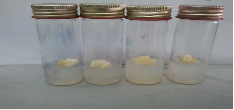 Fig 1. Effect different exposure time of UV light (min) on producing secondary metabolites   from callus by HPLC technique