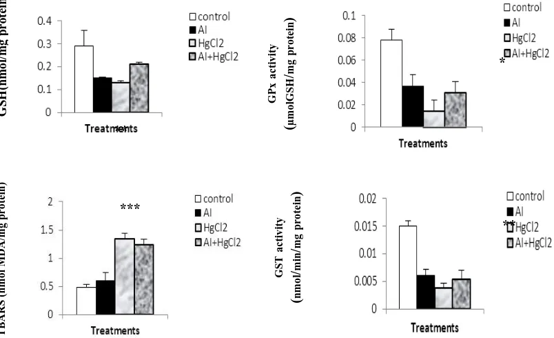 Fig. 1. Reduced glutathione (nmol/ mg protein)  Discussion and TBARS (nmol MDA /mg protein) levels in liver of control and rats treated with Ajuga Iva, mercuric chloride, and combined treatment of Ajuga Iva with mercuric chloride after 10 days of treatment