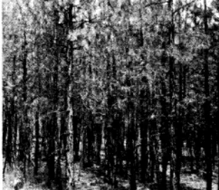 Fig. 2. An overly sapling stand. dense ponderosa pine 
