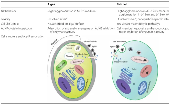 Table 2  Summary of the interaction of AgNP with algae and fish cells