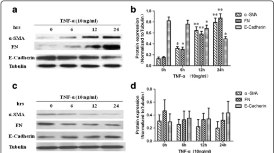 Fig. 3 α-SMA, FN and E-cadherin protein expression in NRK-52E cells overexpressing RGC-32 or with silenced RGC-32