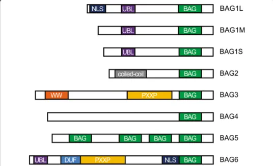 Fig. 1 Schematic representation of the domain structure of BAG family proteins. All six reported BAG proteins contain a BAG domain at their C-terminus