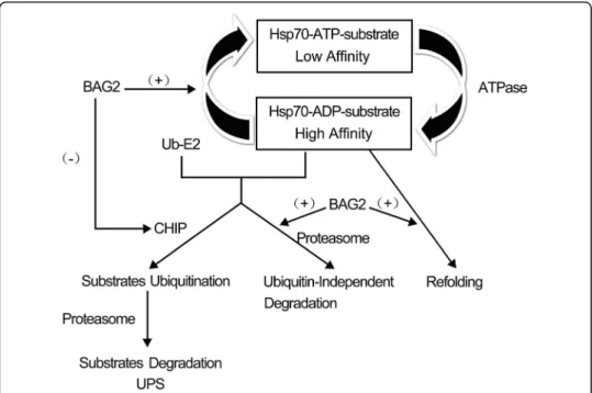 Fig. 2 BAG2 interacts with the molecular chaperone Hsp70, which plays a prominent role in protein homeostasis