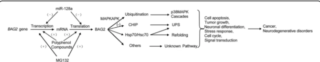 Fig. 3 The relationship between BAG2 and disease. BAG2 gene expression is regulated by various biochemical factors at the level of transcription and translation