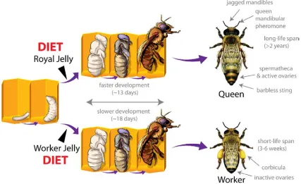 Figure 1. Honeybee biology depends on a polyphenism that produces different female predictable and provides an opportunity to explore how diet affects the genome, and how castes