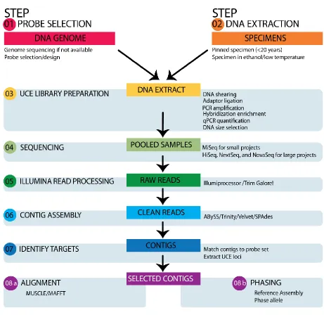 Figure 2. Generalized workflow of the UCE pipeline. 
