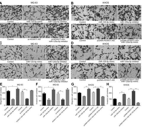 Figure 5 HOXA11-AS promotes the invasion and migration of OS through competitive binding with miR-125a-5p