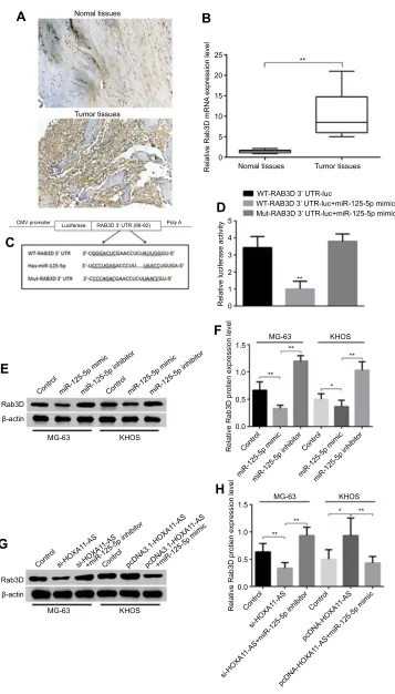 Figure 6 HOXA11-AS could up-regulate the expression of its target gene Rab3D by down-regulating miR-125a-5p expression