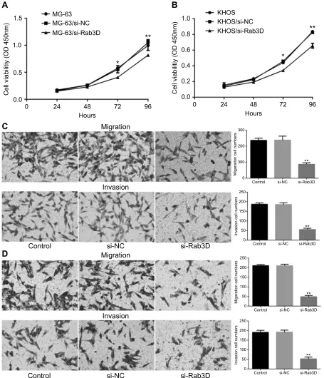 Figure 7 Rab3D can promote the migration and invasion of OS. (regulation of Rab3D expression (**A) The proliferation of MG-63 cells decreased after down-regulation of Rab3D expression *P<0.05,**P<0.01
