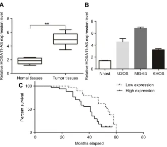 Figure 1 RT-PCR results of HOXA11-AS expression in OS tissues and cell lines. (high HOXA11-AS expression had a poor overall survival compared to those patients with low HOXA11-AS expression (log-rank test;n=61); (A) The expression level of HOXA11-AS in tum