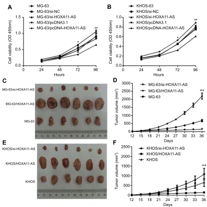 Figure 2D) Changes of tumor volume with time after inoculation of MG-63 cells of different groups **expression in KHOS cells could inhibit the growth of subcutaneous solid tumors in nude mice, while up-regulation of HOXA11-AS expression could promote the g