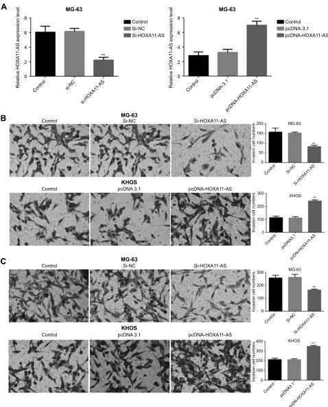Figure 3 HOXA11-AS could promote the migration and invasion of OS. (HOXA11-AS expression, the migration of KHOS cells increased signi(**signiA) The HOXA11-AS expression level decreased signiﬁcantly in MG-63 cells after HOXA11-ASsiRNA was transfected into c