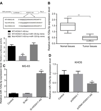 Figure 4 HOXA11-AS could directly regulate the expression of miR-125-5p. (A) Construction of WT-HOXA11- AS and Mut-HOXA11-AS