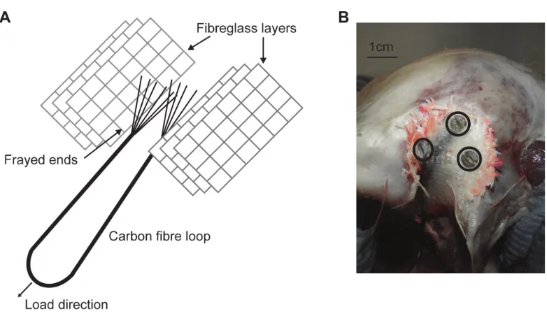 Figure 2 Ex-vivo experimental set up. (A) Experimental testing of ostrich with gauges attached, underloading of the artificial tendons