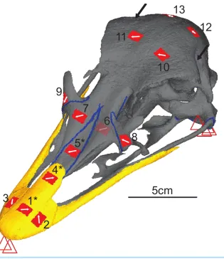 Figure 3 Digital reconstruction of the ostrich skull.arrows show orientation and location of loads, red rectangles are membrane elements that mirror thestrain gauges