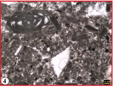 Figure 4. Bioclastic pelloidal Packstone (L1). 
