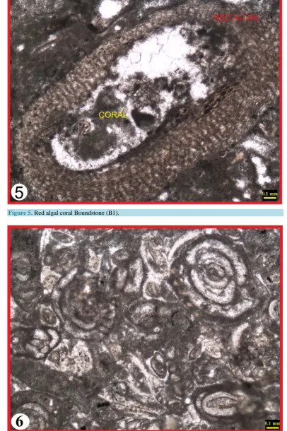 Figure 5. Red algal coral Boundstone (B1). 