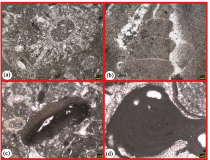 Figure 7. Open marine Microfacies (O). (See the text). 