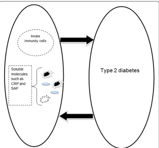 Fig. 1 There is a mutual avenue between type 2 diabetes and innate immunity. Type 2 diabetes can activate innate immunity and its pathogenesis can be accelerated by activated innate immunity