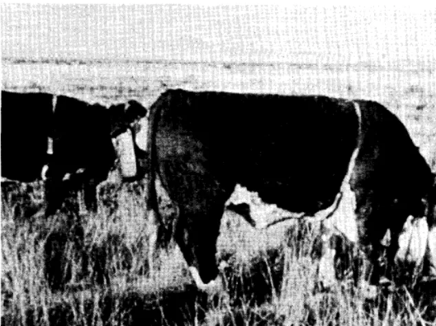 Table 1. Average chemical composition, in vitro organic matter di- gestl%ility, and estimated digestible energy in cattle diets.’ 