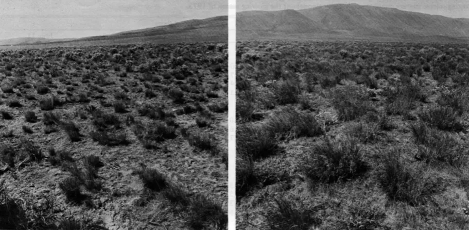 Table 1. Average herbaceous plant biomass @/mZ k standard error) on four pastures prior to the introduction of cattle, spring 197 1