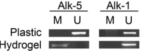 Fig. 5. Methylation analysis of CpG islands in the promoters of Alk-1 and Alk-5. Genomic  DNA was transformed using the bisulfite modification and subjected to PCR using primers  for the specific sequence of modified (M) or unmodified (U) DNA, respectively