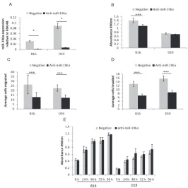 Fig 4. Functional effects of anti-miR-196a in HNSCC-derived cell lines. 4A. B16 and D19 cells weretransfected with anti-miR-196a and negative control resulting in 95% and 92% reduction in miR-196aexpression respectively compared to negative control.fibrone