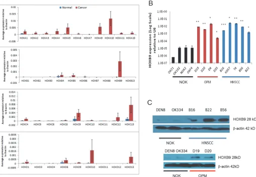 Fig 2. HOXB9panel of normal oral keratinocytes and oral cancer cells, relative to the internal endogenous controlHOX is over-expressed in OPM and HNSCC-derived cell lines