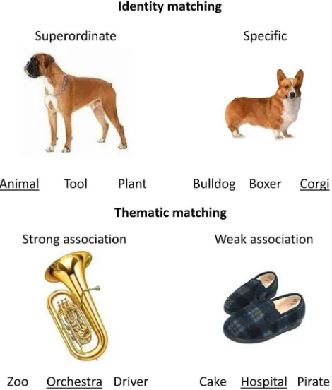 Figure 2.Examples of the identity judgments at different levels of specificity, and withthematic judgments tapping strong and weak associations