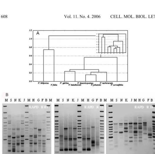 Fig. 4. Taxonomic relationships among the Vicia species – the final dendrogram.   A - The averaged relationship between eight Vicia species found on the basis of   25 RAPD analyses