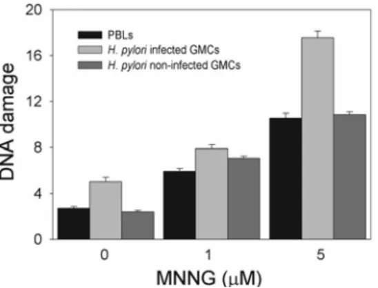 Fig. 1 shows DNA damage in PBLs, and in non-infected and H. pylori-infected  GMCs exposed for 1 h to MNNG at 1 and 5 μmol/L