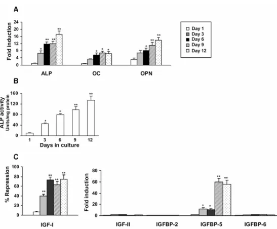 Fig. 1. The regulation of IGFs/IGFBPs during osteoblast differentiation of NIH3T3 cells