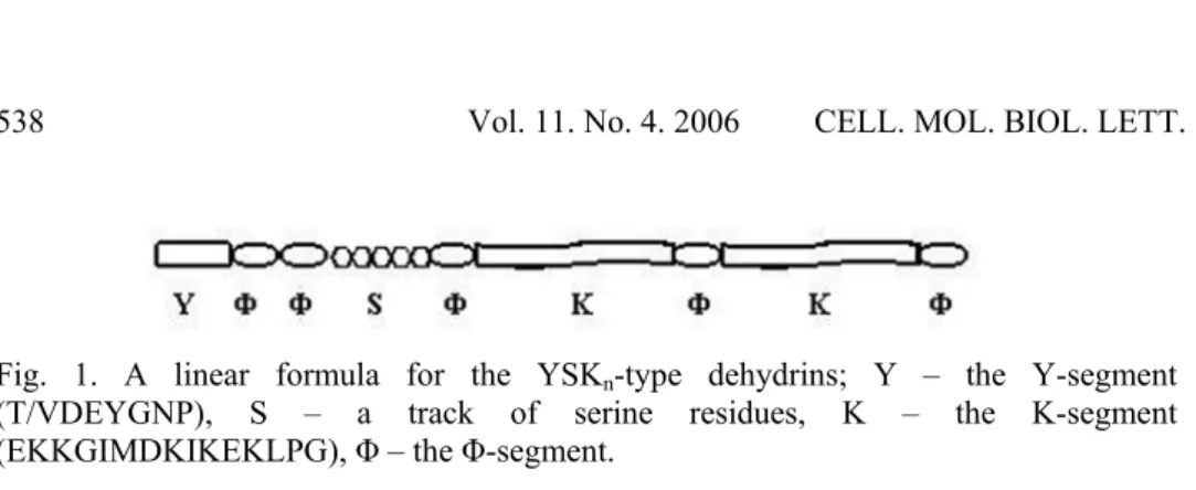 Fig. 1. A linear formula for the YSKn-type dehydrins; Y – the Y-segment  (T/VDEYGNP), S – a track of serine residues, K – the K-segment  (EKKGIMDKIKEKLPG), Φ – the Φ-segment