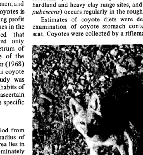 Fig. 1. Coyote seeking food in the rough breaks of the Rolling Pktins of Texas. The complexity of the biota in this ecosystem permits the coyote to be omnivorous in its feeding habits