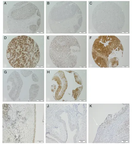 Figure 2. Examples of immunohistochemistry on formalin-fixed, paraffin-embedded human tissues or cell pellets