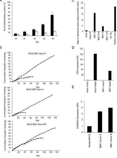 Figure 3. (A) Overexpression of BMI1 led to a bypass of senescence in NHUC. Filled bars show senescence-associatedexpression in empty vector-transduced NHUC; and unfilled bars, BMI1-transduced cells