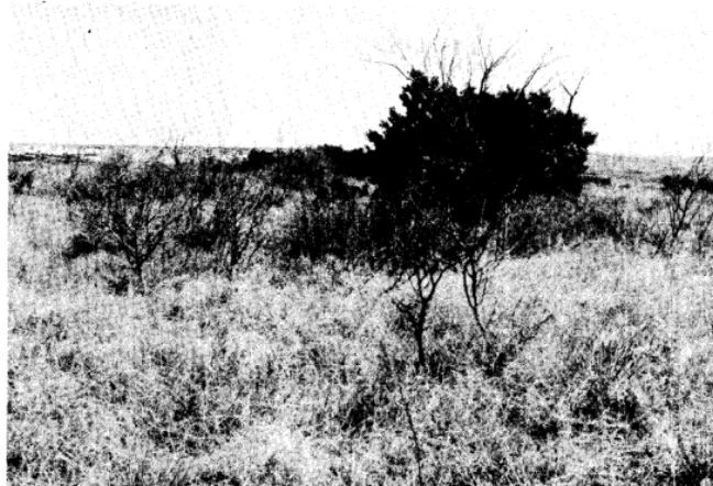 Table 1. Yields (lb/acre) of several grass species in west Texas on burned (burned in the spring of the first year listed) and unburned sites following fires when winter and spring precipitation was 0 to 40% above normal