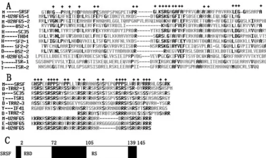 Fig. 1. The cDNA and the deduced amino acid sequence of srsf. The regions of the  primers used are shaded
