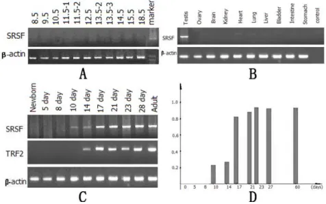 Fig. 3. The RT-PCR analysis of srsf mRNA expression. (A) The expression of srsf  mRNA at different stages of embryonic development