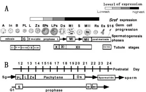 Fig. 5. The temporal and spatial expression of srsf during spermatogenesis is represented  by the shaded boxes at the top