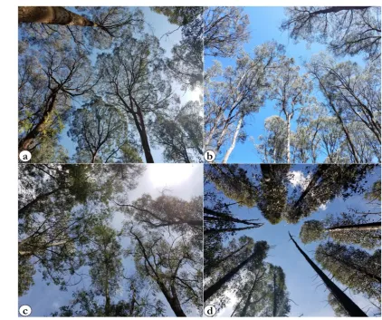 Figure 3: Fish-eye lens views of tree crowns representing each fire-severity class nearly nine years after the 2009 wildfire: a) Unburnt, b) Low, c) Moderate, d) High fire severity