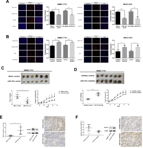 Figure 4 miR-181c regulates the proliferation of HCC cells in vivo and in vitro. (A) EdU proliferation assays were used to detect cell proliferation after transfectionwith miR-181c mimics and NCAPG siRNA