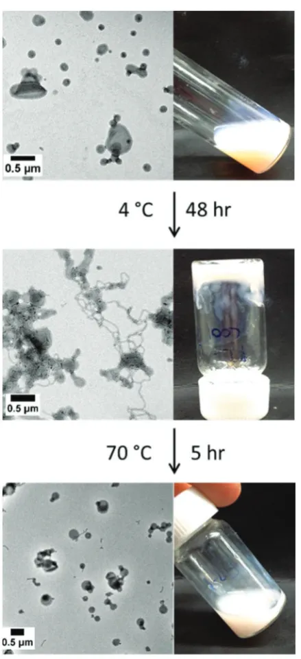 Table 1Summary of z-average DLS diameters obtained for PSBMA38-stabilized vesicles and PGMA71-stabilized vesicles at 20 °C in the pres-ence of either water or added salt