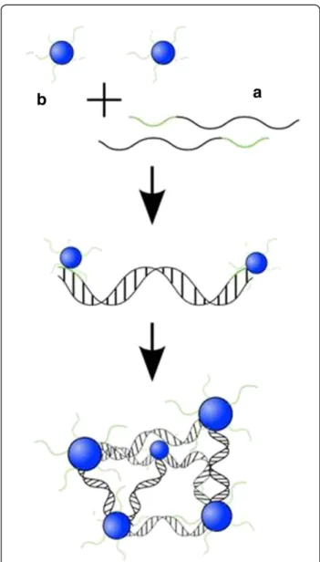 Figure 1 First design of higher-ordered structures: A rigid duplex, consisting of 120 bp and two terminal 24mer overhangs (a) which were complementary to the DNA present in the corona of DBC micelles (b).