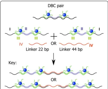 Figure 2 AFM and HRTEM images of DNA-conjugated polymer nanoparticle network as described in scheme 1